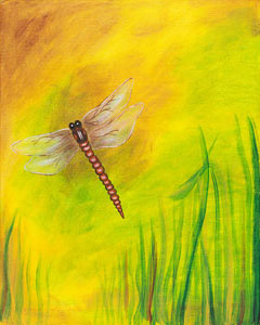 dragonfly_dreams
